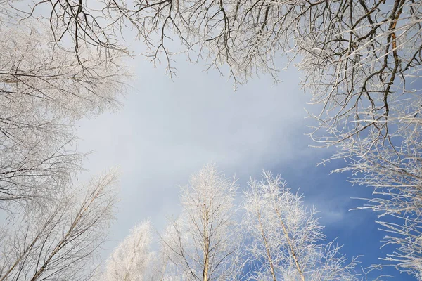 Arbres recouverts de neige et de rime — Photo