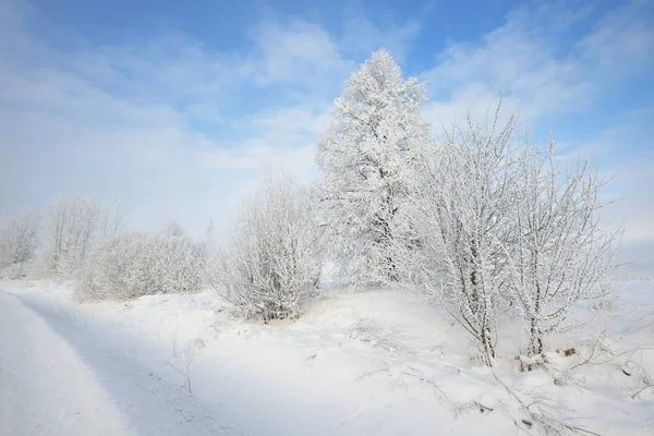 Paesaggio invernale con neve e cespugli — Foto Stock