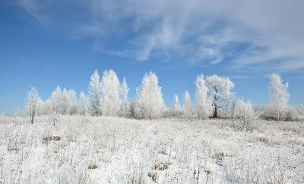 Björkskogen trädet täckt med snö och rimfrost — Stockfoto