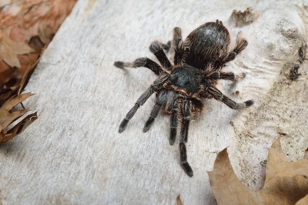 Araignée tarantule aux cheveux bouclés Brachypelma albopilosum — Photo