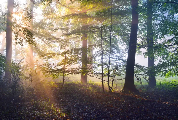 Raios solares em uma floresta nebulosa nebulosa — Fotografia de Stock