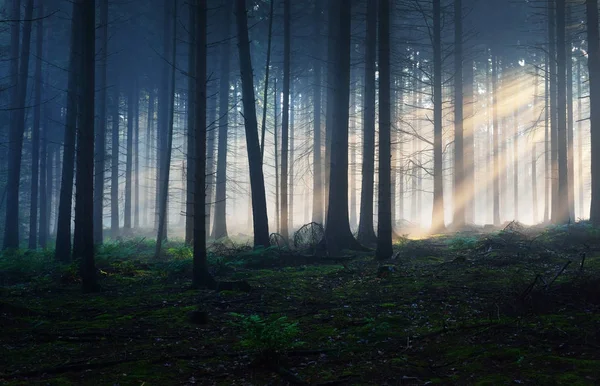 Sílhuetas de árvores em uma floresta nebulosa escura — Fotografia de Stock
