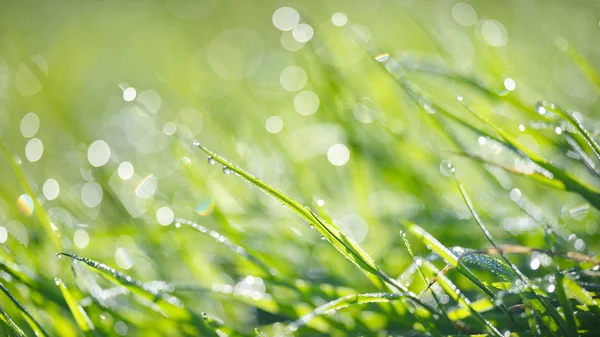 Gras mit morgendlichen Tautropfen — Stockfoto