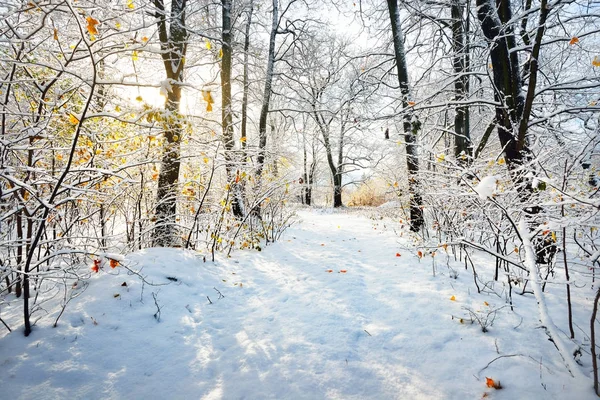Caminho nevado em uma floresta de inverno — Fotografia de Stock