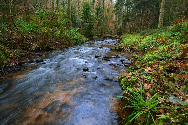 在一个秋天的松树林中的小河 — 图库照片