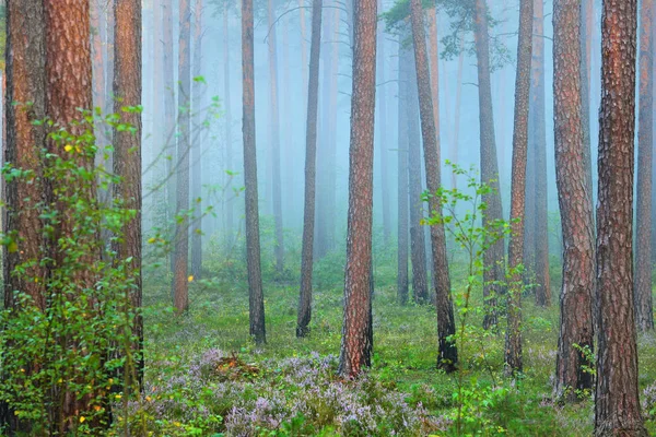Туманный рассвет в красивом лиственном лесу — стоковое фото