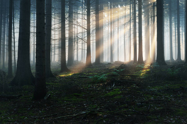 Силуэты деревьев в темном туманном лесу
