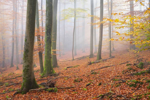 Mysterious morning fog in a autumn forest — Stock Photo, Image