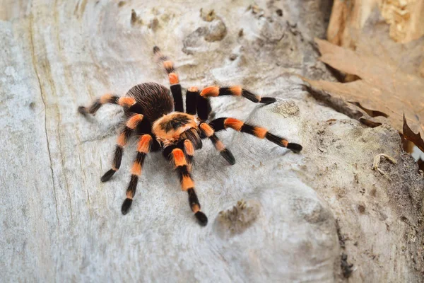 Birdeater tarantula spider Brachypelma smithi — Zdjęcie stockowe