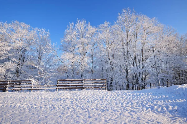 Hek en een lantaarnpaal in een winter wonderland — Stockfoto