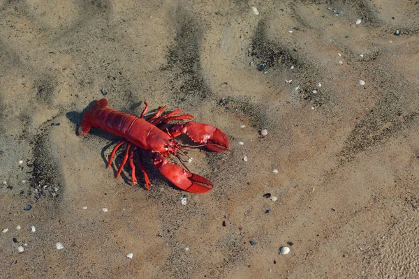 Färgglada röda kräftor leksak på en strand — Stockfoto