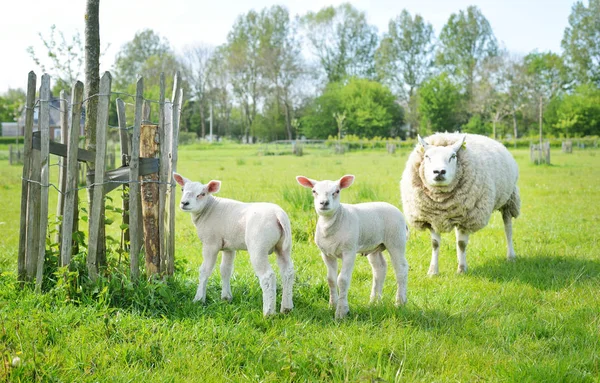 Cute owiec rodziny wypasu na zielonym polu. Małe owieczki. Leiden, Holandia. Wiejska scena. Zwierzęta domowe, opieka nad zwierzętami domowymi, gospodarstwo, przemysł spożywczy, produkcja alternatywna, życie na wsi — Zdjęcie stockowe