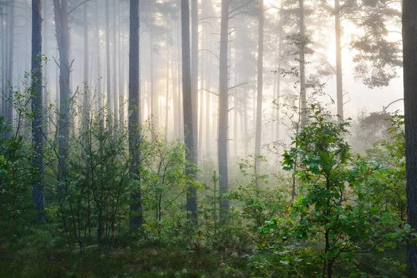Ködös napkelte a lombhullató erdő — Stock Fotó