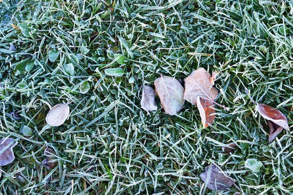 Tráva pokryté ranní jinovatka na podzim — Stock fotografie