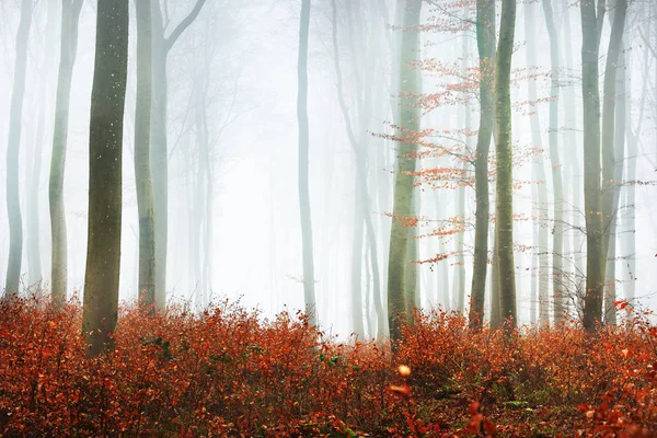 Ködös őszi erdő fa sziluettek — Stock Fotó