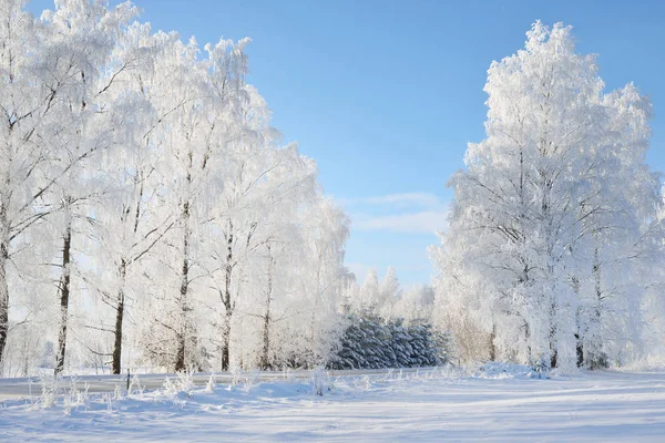 Winter wonderland snowcovered bos weg — Stockfoto