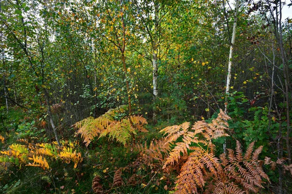 Kora őszi lombhullató erdő — Stock Fotó