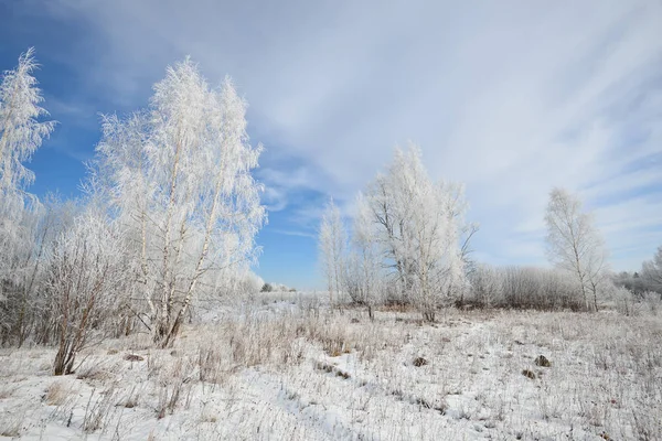 Betulla foresta ricoperta di neve e rime — Foto Stock