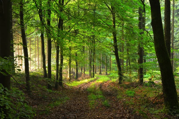 Zarośnięte drogi w zielonym lesie we mgle — Zdjęcie stockowe