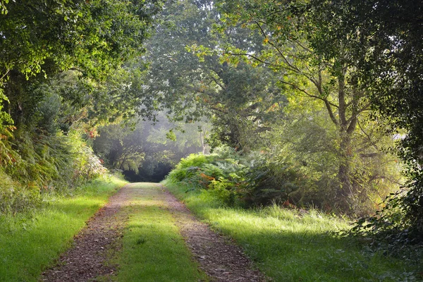 Natürlicher Baumbogenweg im Wald — Stockfoto