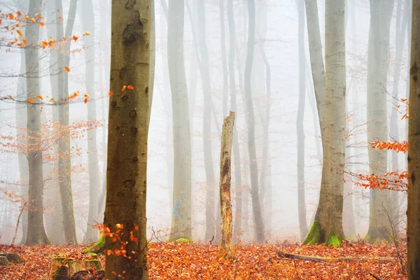 Bosque de otoño brumoso — Foto de Stock