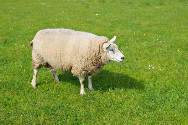 Leuke schapen familie grazen op het groene veld. Leiden, Nederland. Landelijk. Huishoudelijke dieren, verzorging van huisdieren, boerderij, levensmiddelenindustrie, alternatieve productie, landschap leven — Stockfoto