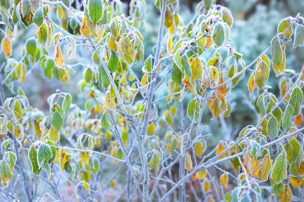 Plantas congeladas no inverno com o rime sobre eles — Fotografia de Stock