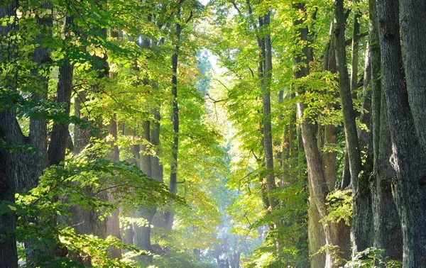 Egy Gyönyörű Erdőben Reggel — Stock Fotó