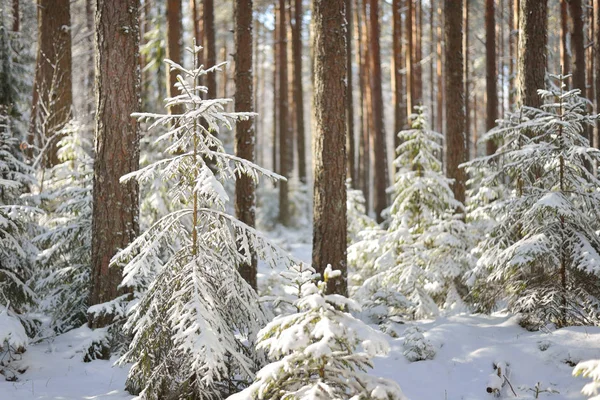 Snowcovered pinjeskog i vinter — Stockfoto