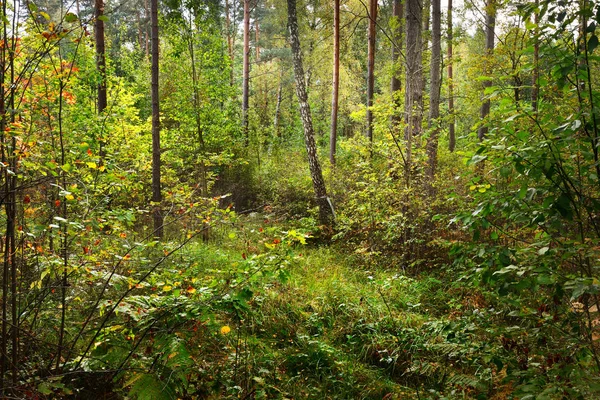 Início do outono floresta caduca — Fotografia de Stock