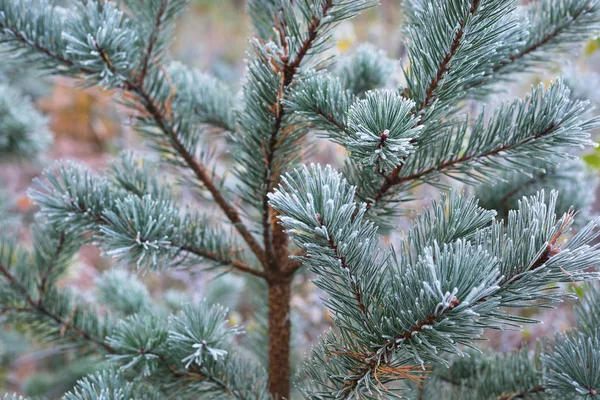 Bitkiler in Rime'ı onlara ile kışın donmuş