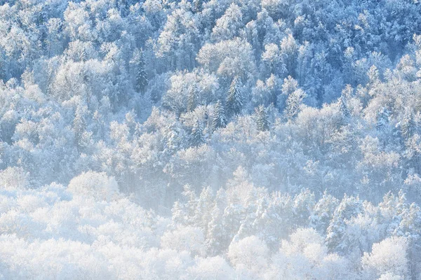 雪と霧氷で覆われている森林丘 — ストック写真