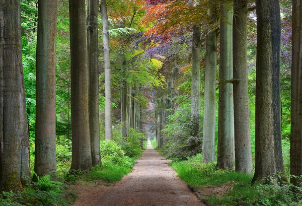 Gehweg in einem grünen Frühling Buchenwald — Stockfoto