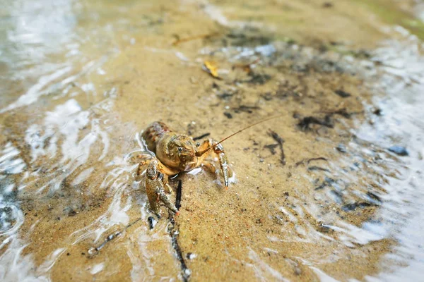 美国多刺脸颊小龙虾在森林河 — 图库照片