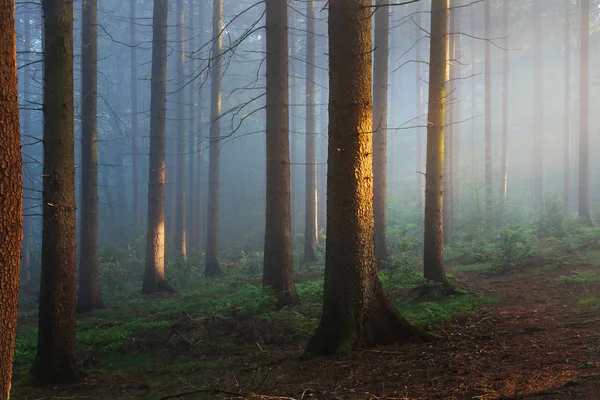 Güneş ışınları bir sisli gizemli ormanda