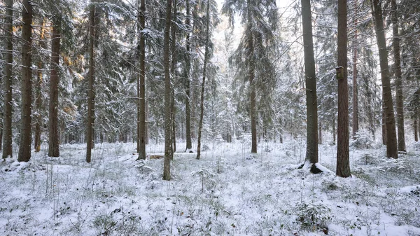 Kış harikalar diyarı karlı çam ormanı içinde