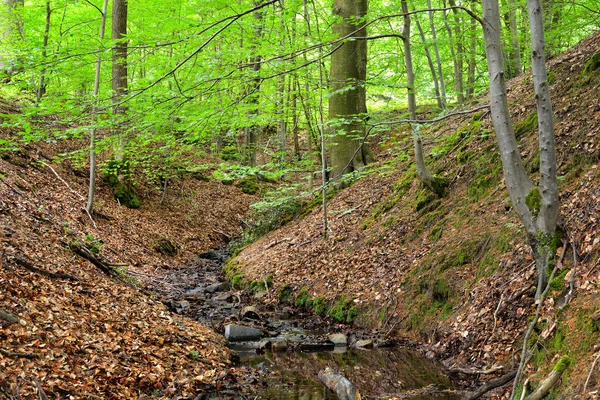 Hutan musim semi di perbukitan di Belgia — Stok Foto