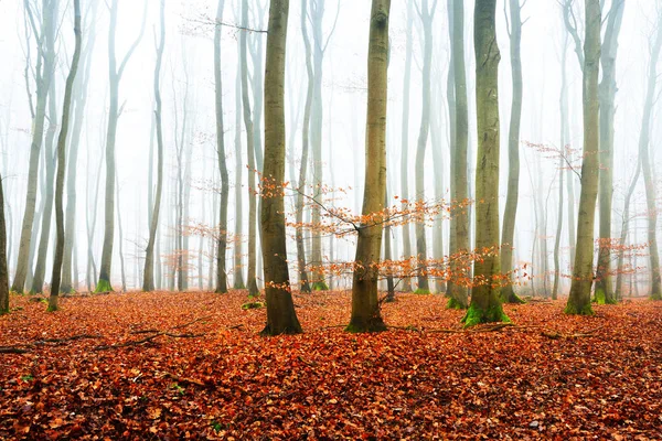 Floresta de outono nebulosa com silhuetas de árvores — Fotografia de Stock