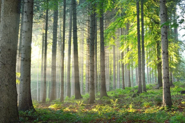 Rayons de soleil dans un brouillard dans une forêt brumeuse — Photo