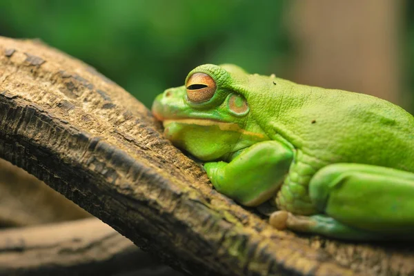 Frog Litoria caerulea vilar på ett träd — Stockfoto