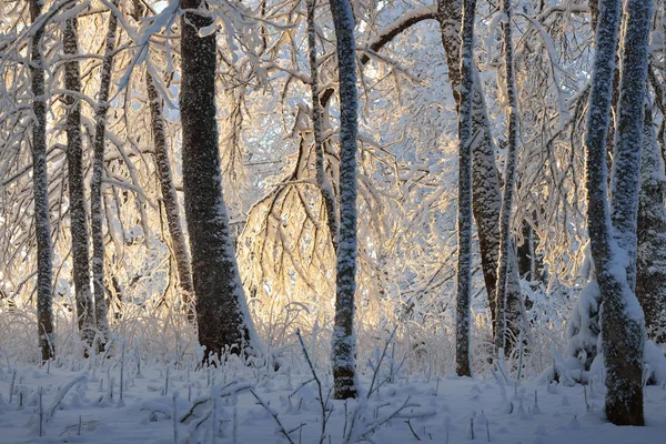 Pădure acoperită cu zăpadă și rime — Fotografie, imagine de stoc