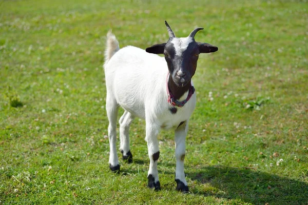 Ziege steht auf grünem Sommerrasen — Stockfoto