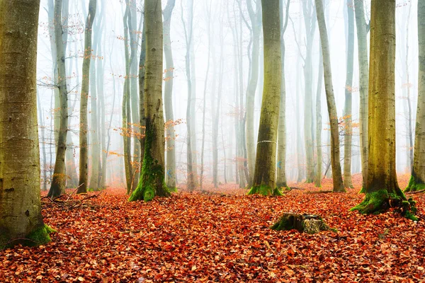 雾气弥漫的秋天森林与树剪影 — 图库照片