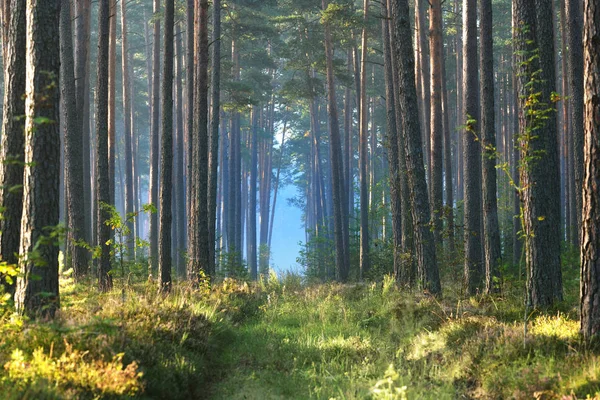 En väg och dimmig soluppgång i lövskogen — Stockfoto