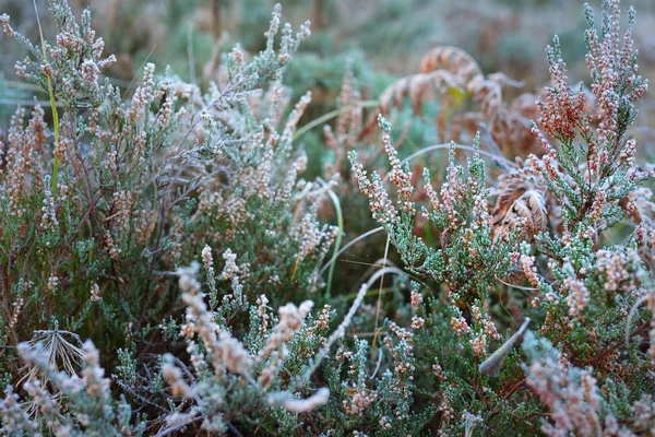 Gefrorene Pflanzen im Winter mit dem Reif darauf — Stockfoto