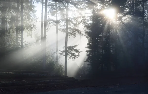 Scenic pine forest in fog — Stock Photo, Image