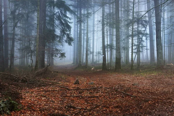 A path in a dark pine forest in mist