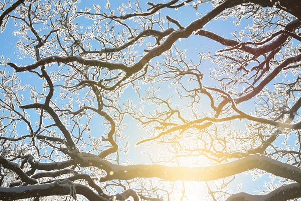 Ramas de roble contra el cielo y el sol — Foto de Stock