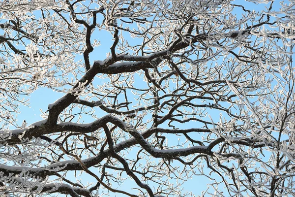 Branches de chêne contre le ciel et le soleil — Photo