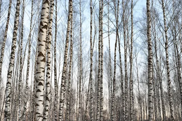 Beautiful white birch forest in winter — Stock Photo, Image